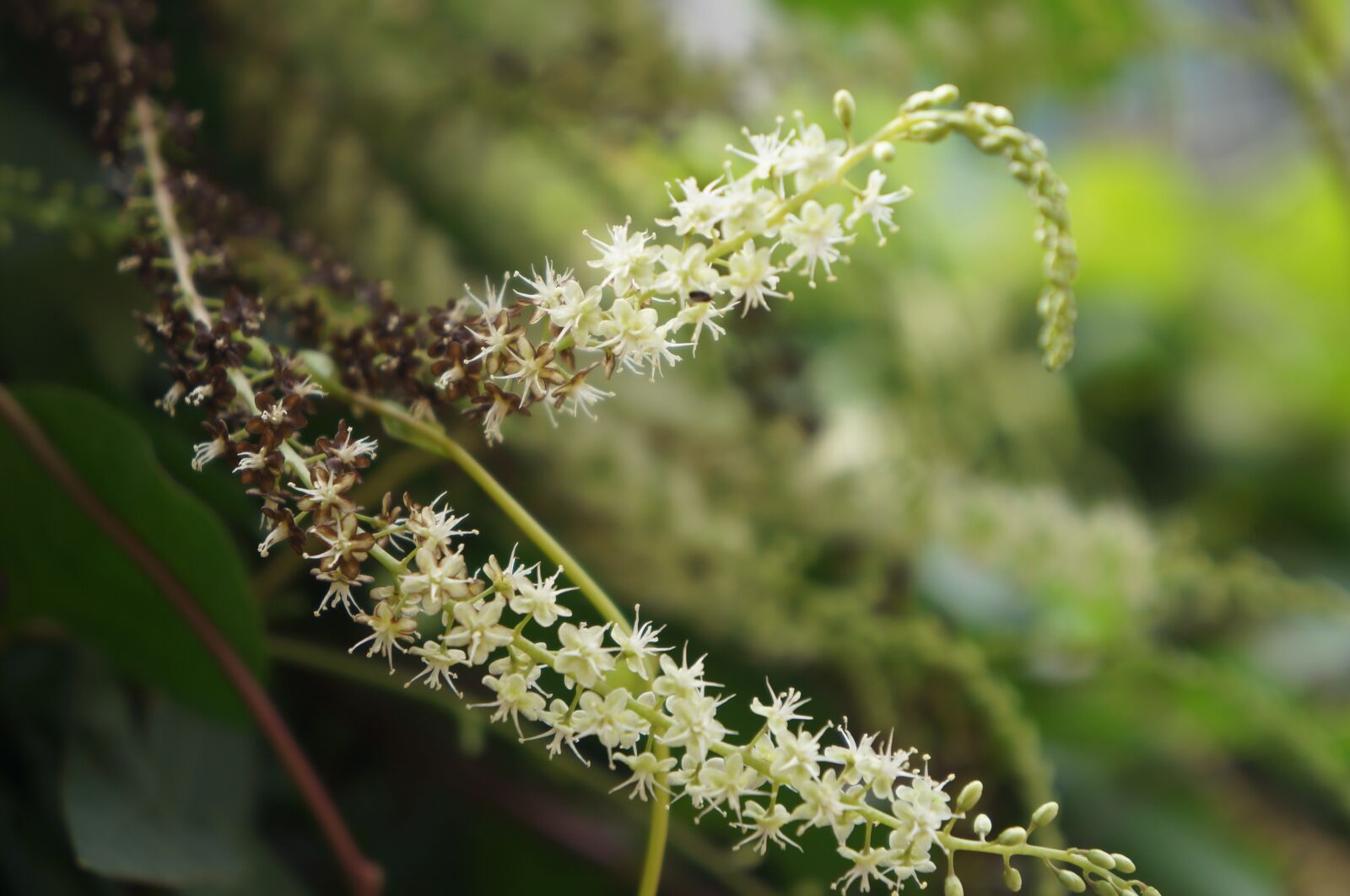 Sony Alpha NEX-5N sample photo. Flower, natural, green photography