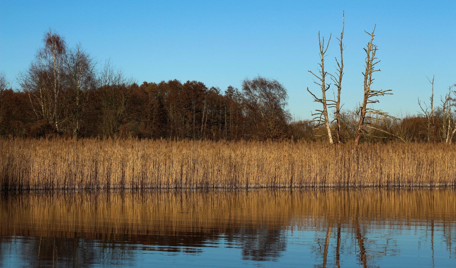 Canon EF 50mm F1.8 STM sample photo. Reed, lake, water photography