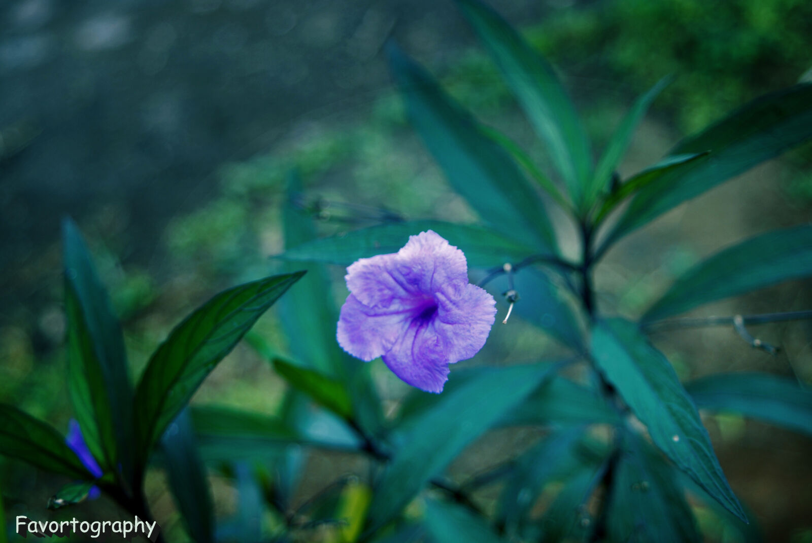 Nikon D80 sample photo
