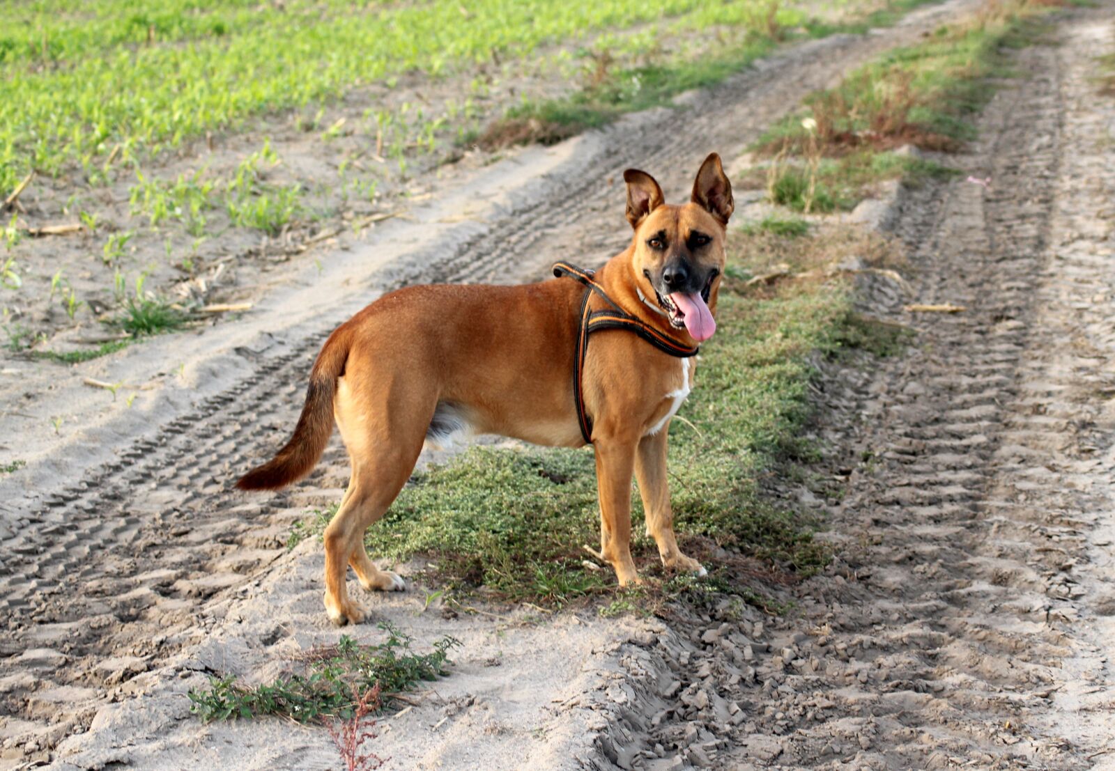 Canon EOS 1200D (EOS Rebel T5 / EOS Kiss X70 / EOS Hi) sample photo. Dog, spacer, lane photography