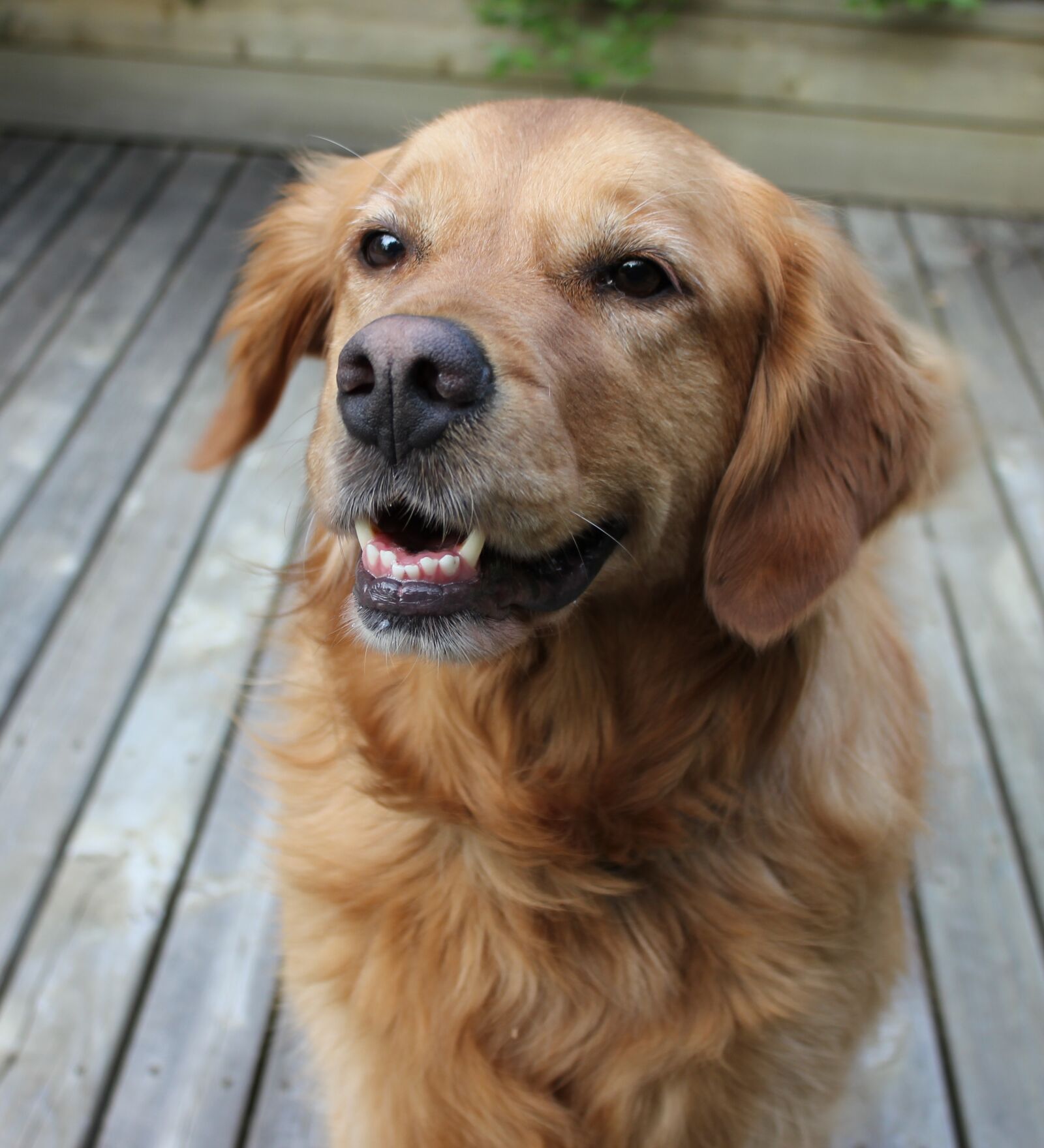 Canon EOS 550D (EOS Rebel T2i / EOS Kiss X4) sample photo. Dog, smiling, happy photography