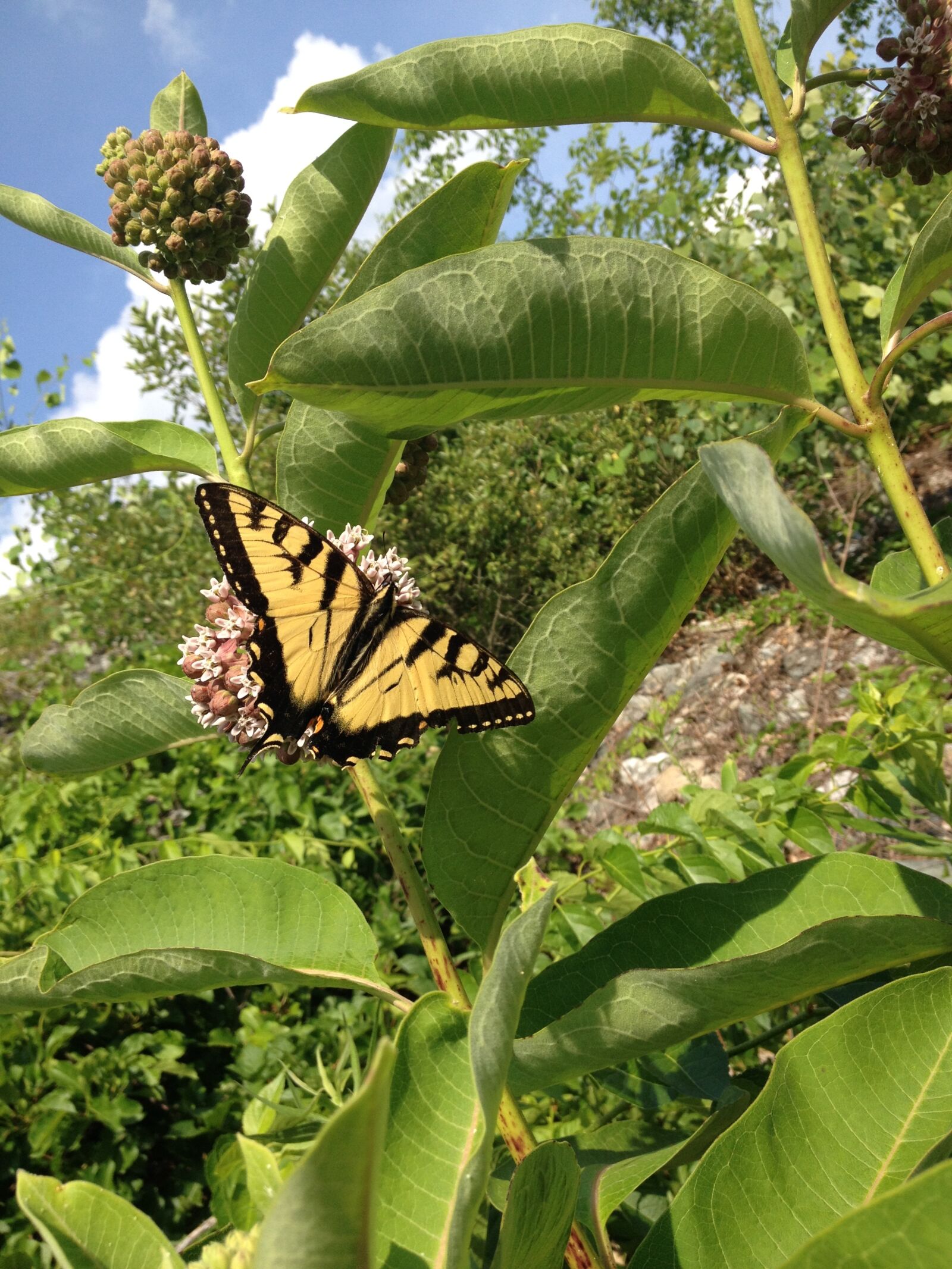 iPhone 4S back camera 4.28mm f/2.4 sample photo. Butterfly, nature, summer photography