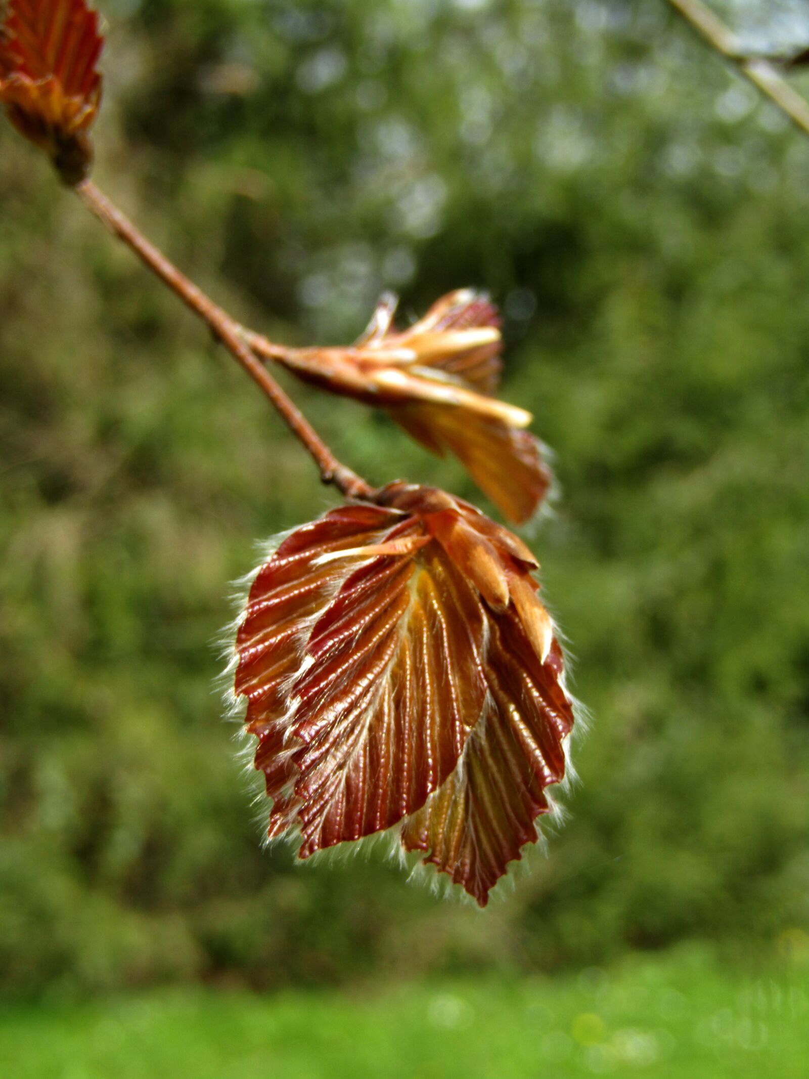 Canon POWERSHOT SX432 IS sample photo. Close up, leaf, tree photography