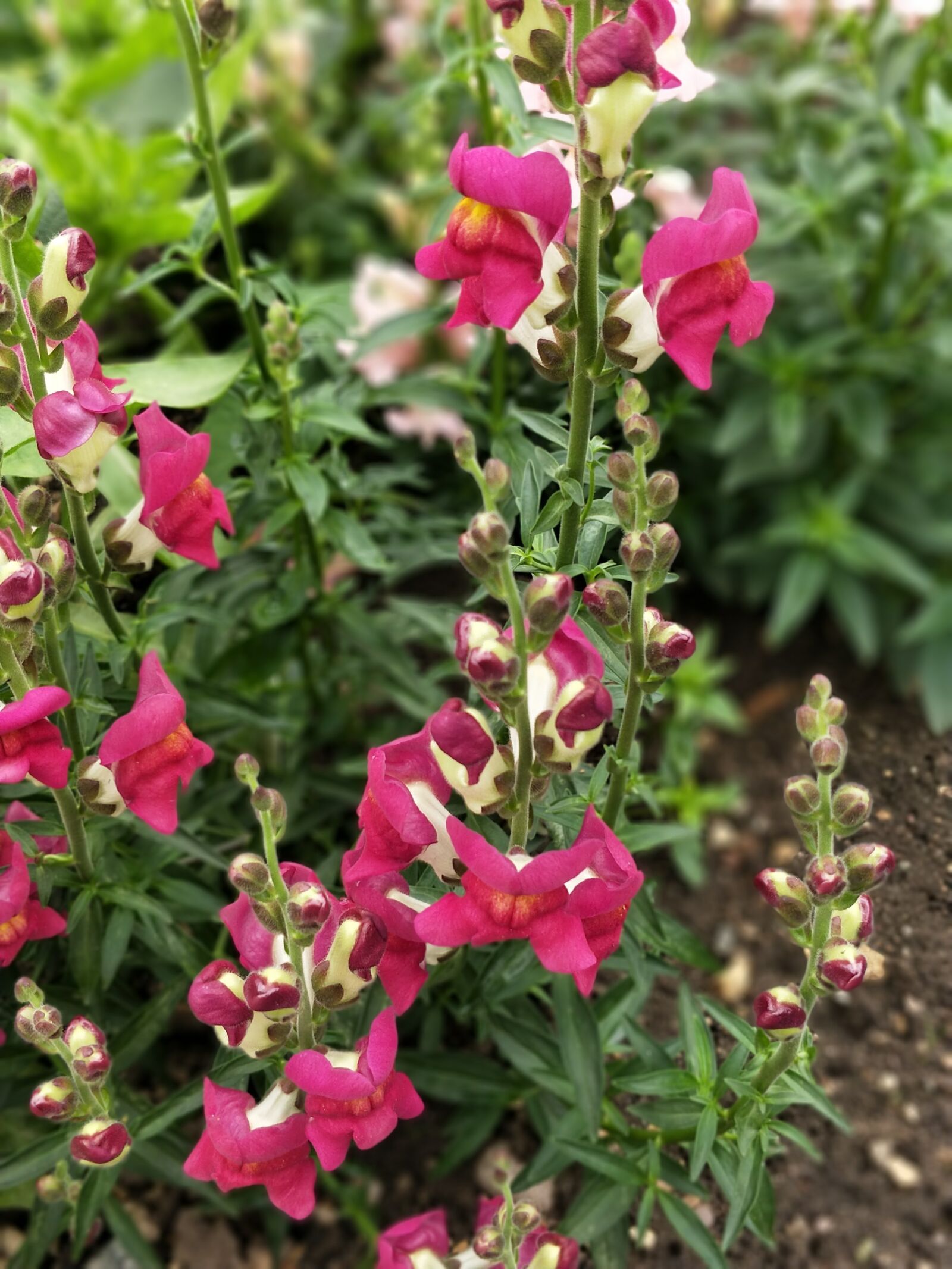 OnePlus 5 sample photo. Flower, garden, summer photography