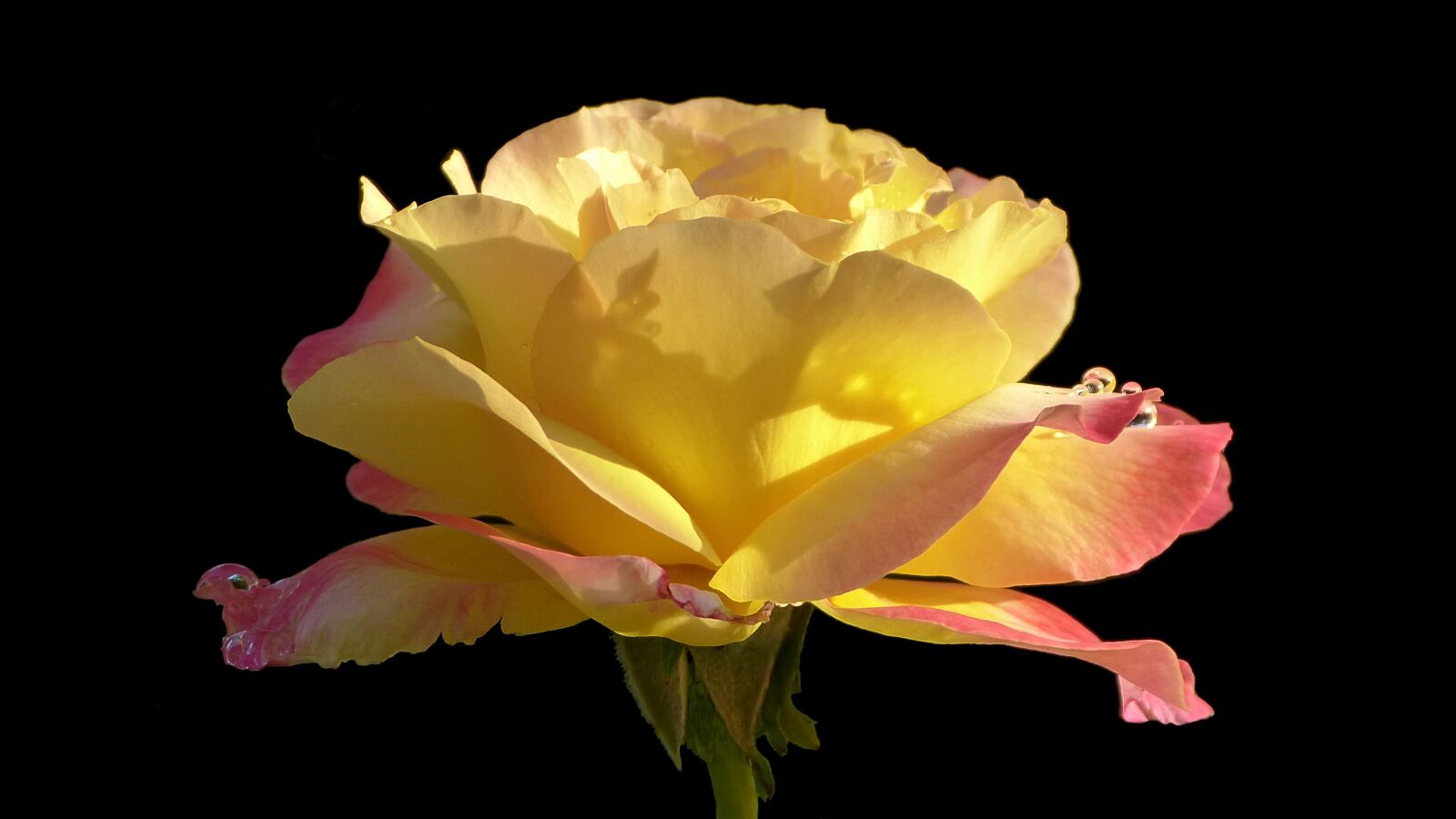 Panasonic Lumix DMC-FZ150 sample photo. Rose, floribunda, noble rose photography