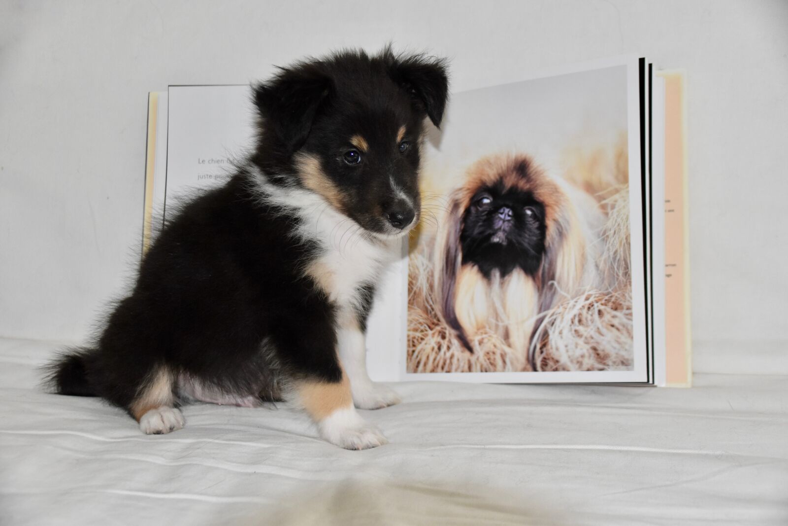 Nikon D5600 sample photo. Puppy, dog shetland sheepdog photography