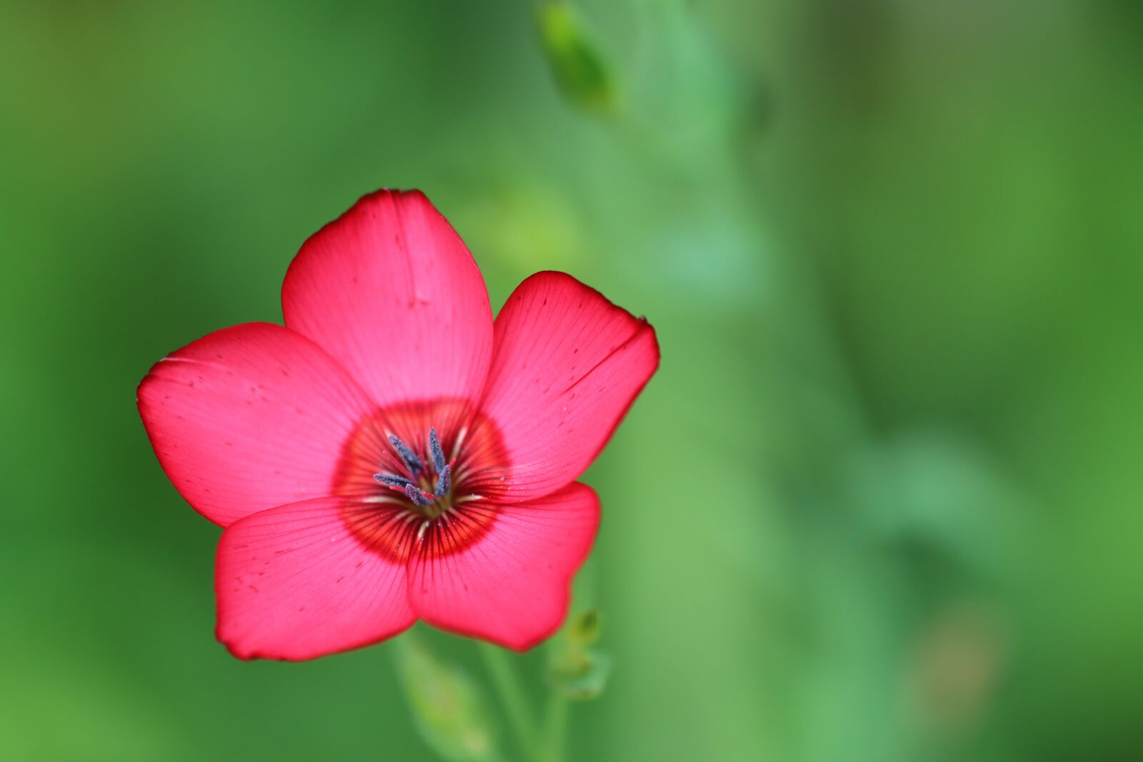 Canon EF 180mm F3.5L Macro USM sample photo. Crocus, flower, red flower photography