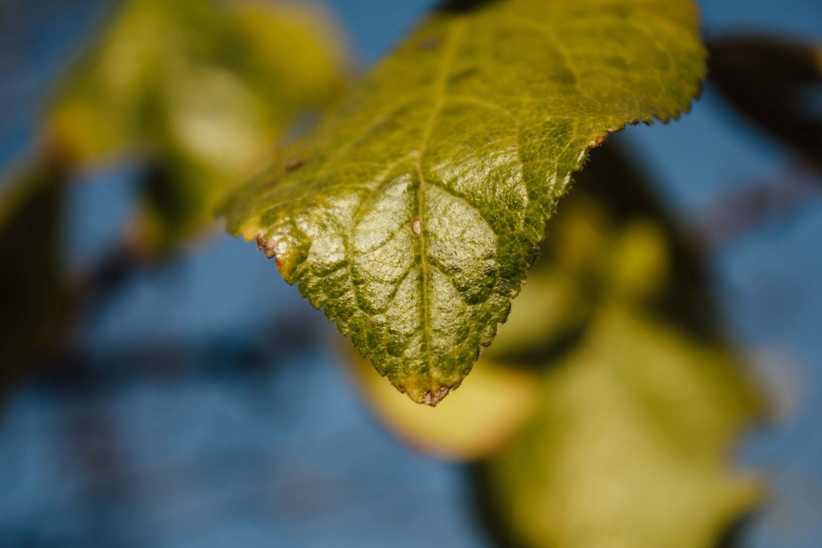 Canon EF-S 18-55mm F3.5-5.6 IS sample photo. Green leaves, details, macro photography
