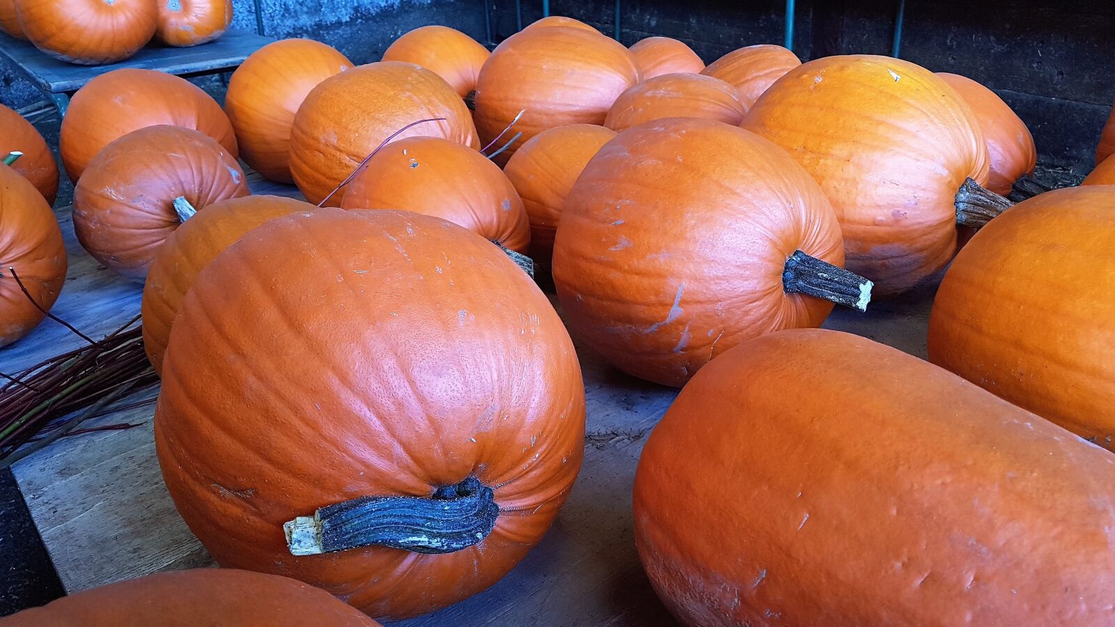 Samsung Galaxy S7 Edge sample photo. Pumpkin, halloween, veg photography