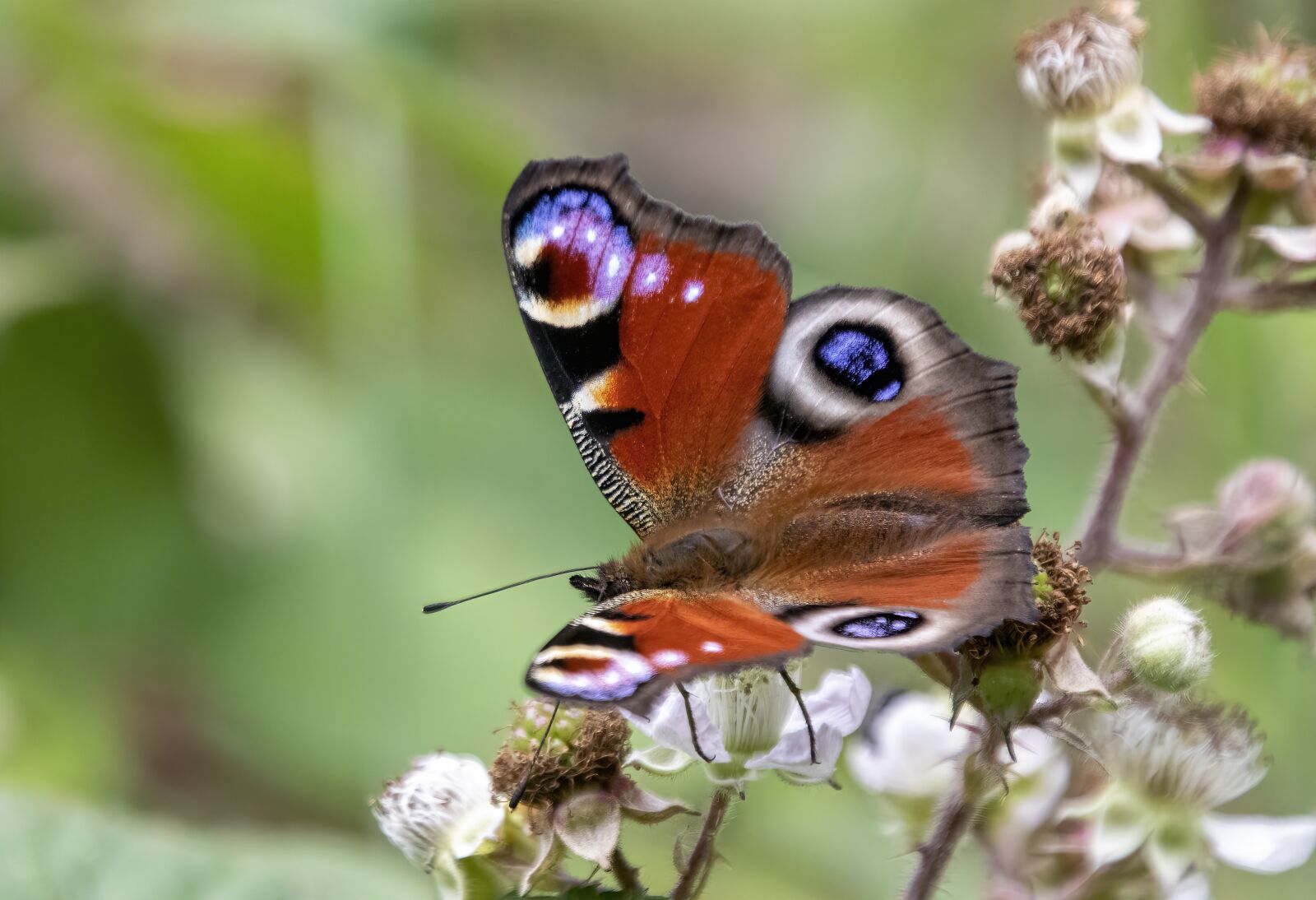 Sigma 100-400mm F5-6.3 DG OS HSM sample photo. Peacock-butterfly, pattern, wings photography