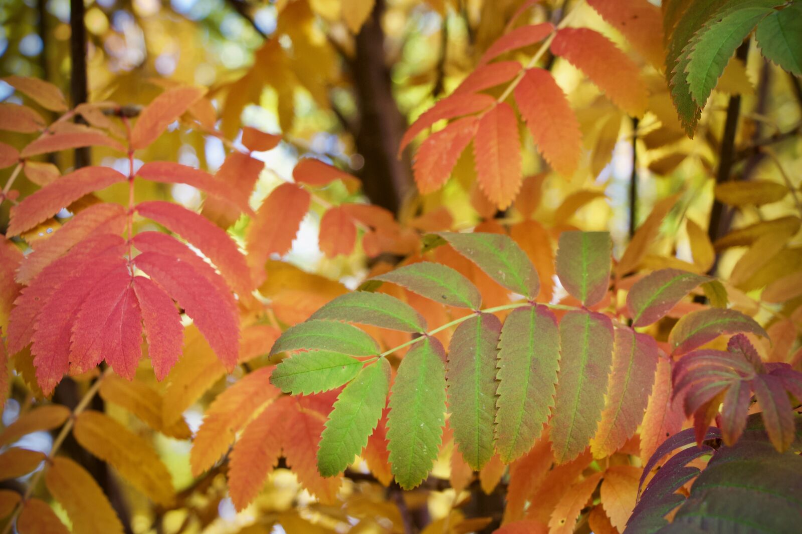 Canon EOS 700D (EOS Rebel T5i / EOS Kiss X7i) sample photo. Leaves, plant, autumn photography