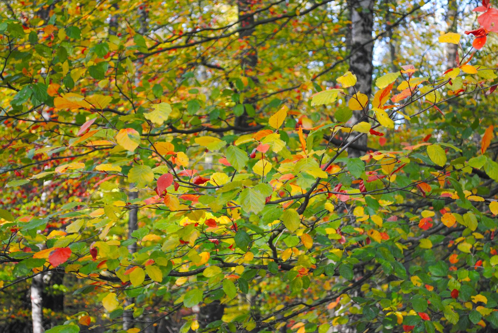 Nikon D3000 sample photo. Leafs, colorful, beech photography