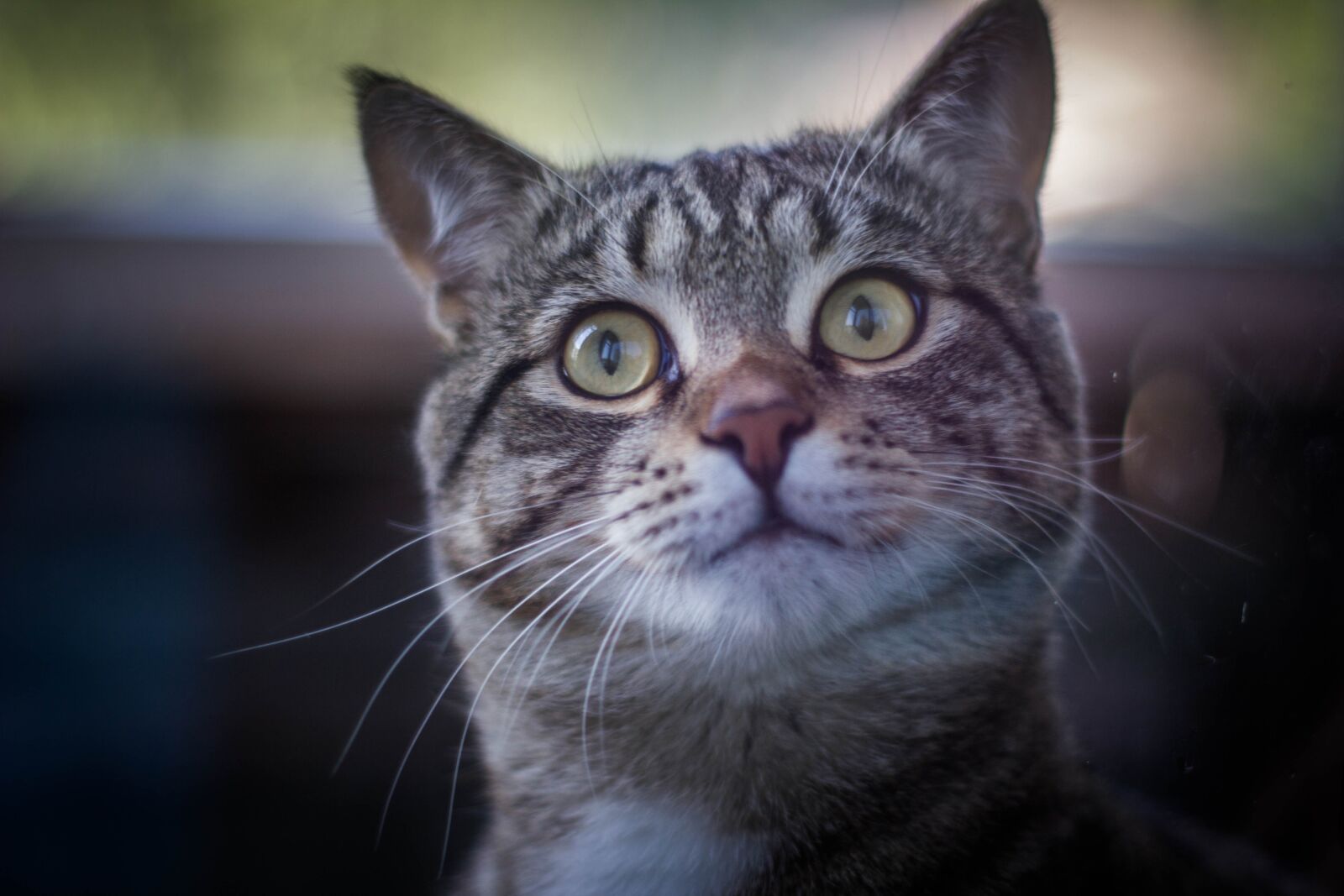 Canon EOS 550D (EOS Rebel T2i / EOS Kiss X4) sample photo. Cat, house, pet photography