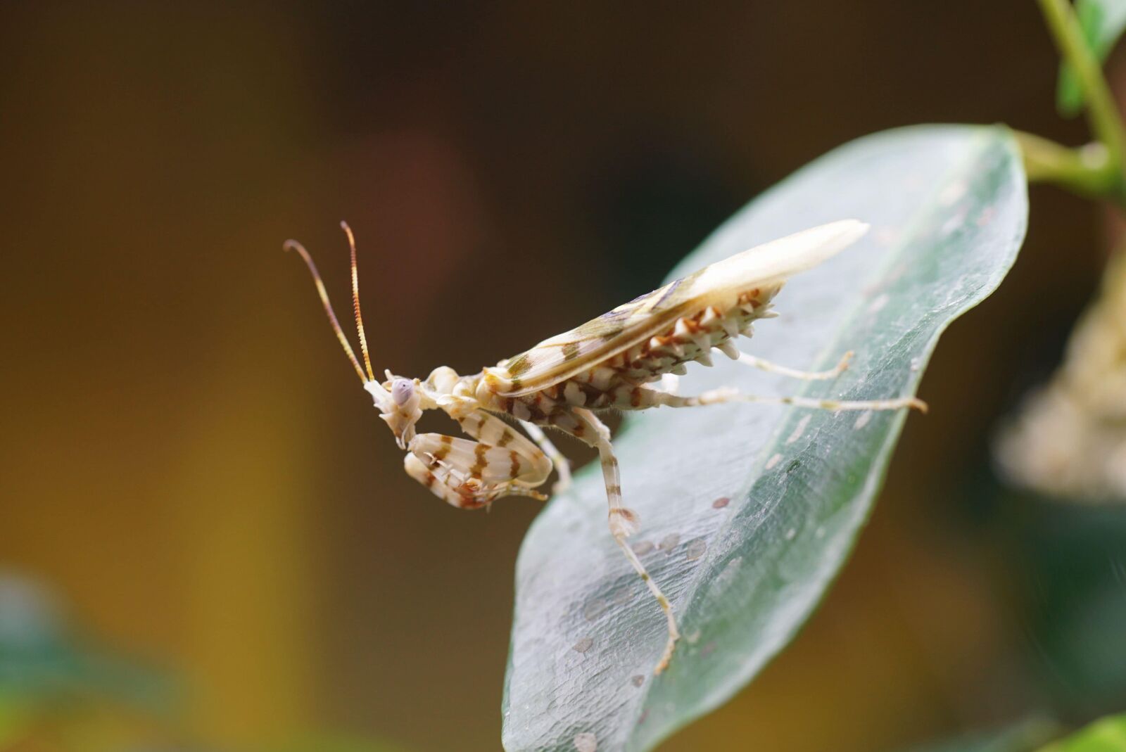 Sony ILCA-77M2 sample photo. Animal, wildlife, insect, invertebrate photography