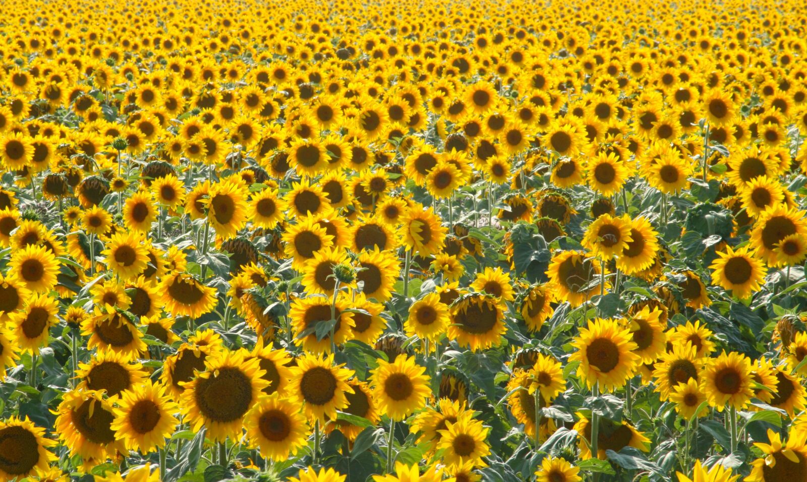 Canon EOS 350D (EOS Digital Rebel XT / EOS Kiss Digital N) sample photo. Sunflower, sol, summer photography