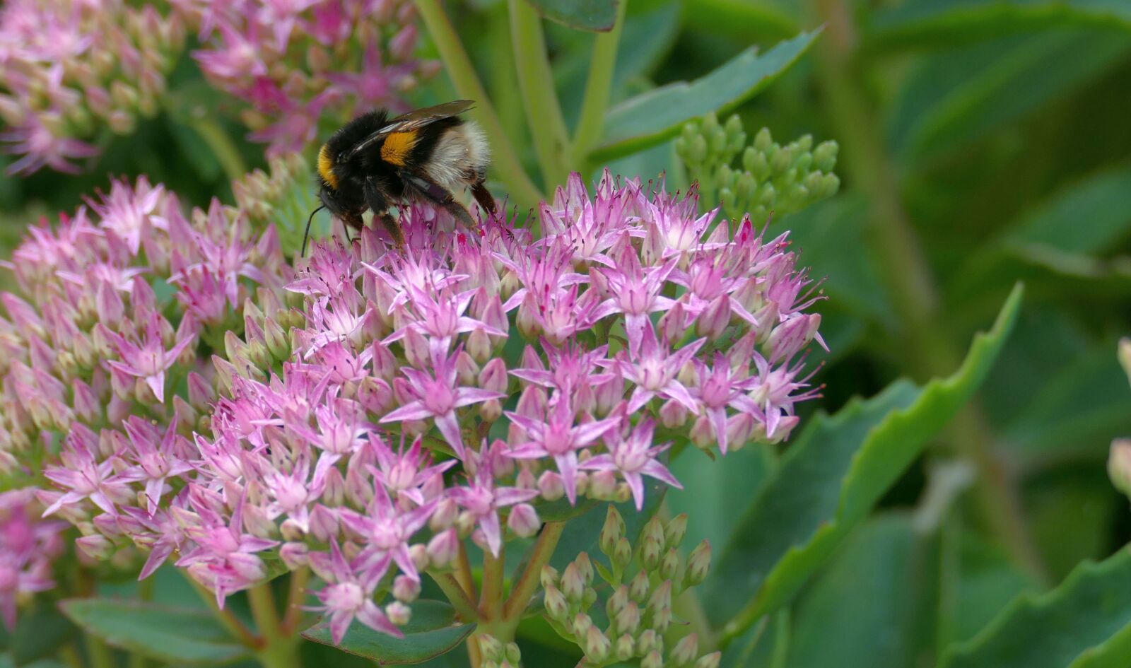 Panasonic Lumix DMC-FZ1000 sample photo. Hummel, sedum, stonecrop photography