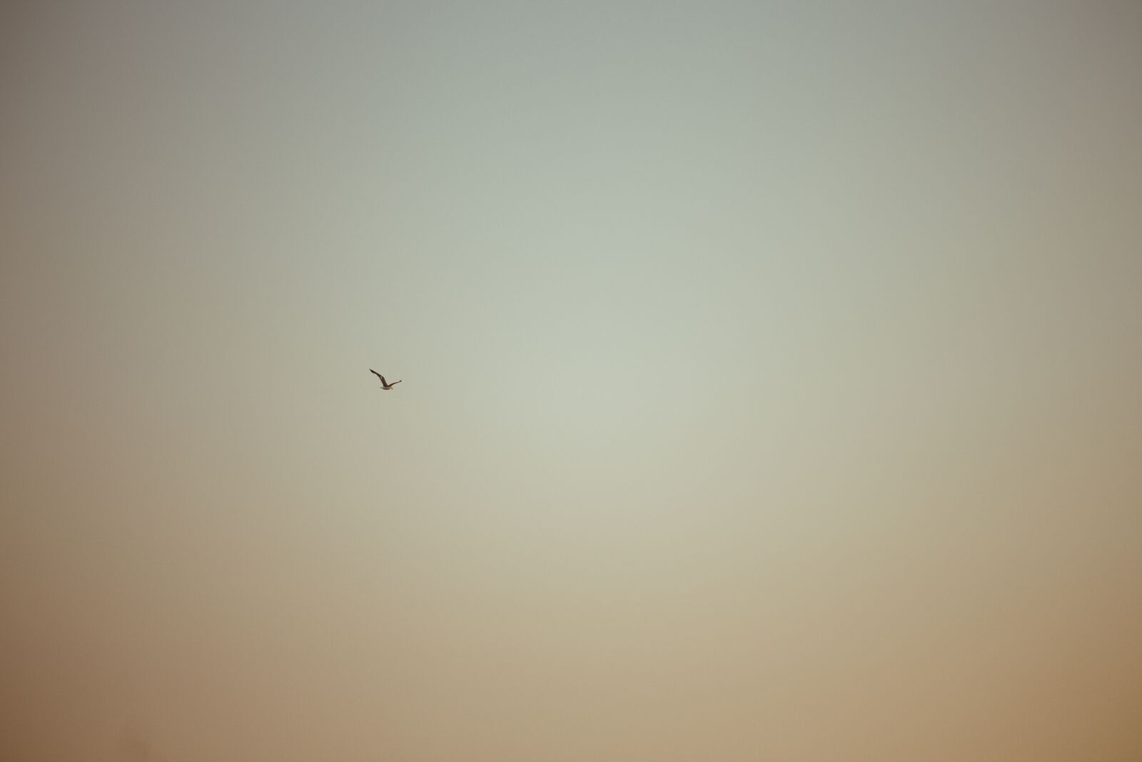 Canon EF 70-200mm F4L IS USM sample photo. Seagull, minimal, flying photography