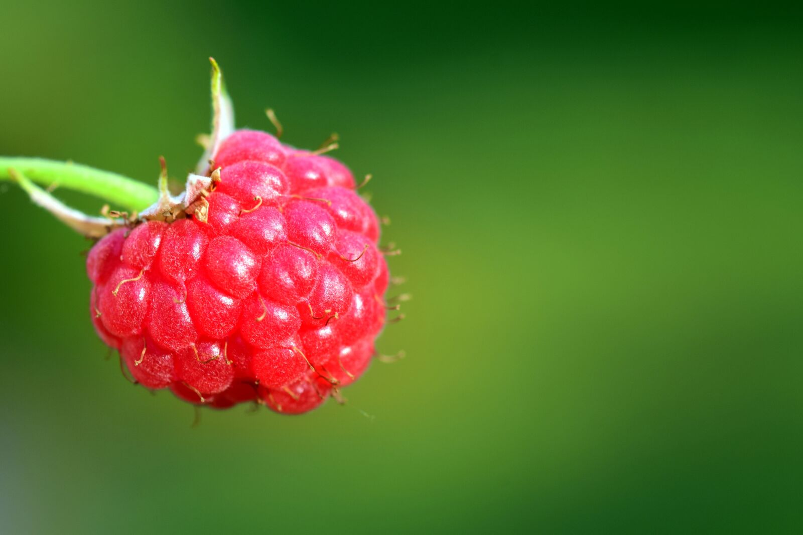 Nikon D3300 sample photo. Raspberry, red, sweet photography