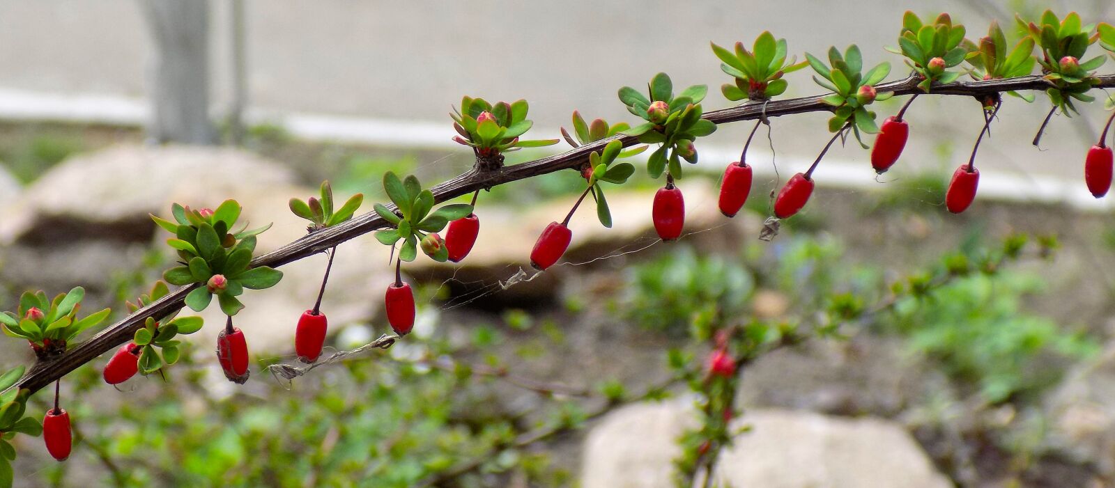 Nikon COOLPIX L330 sample photo. Barberry, berry, nature photography