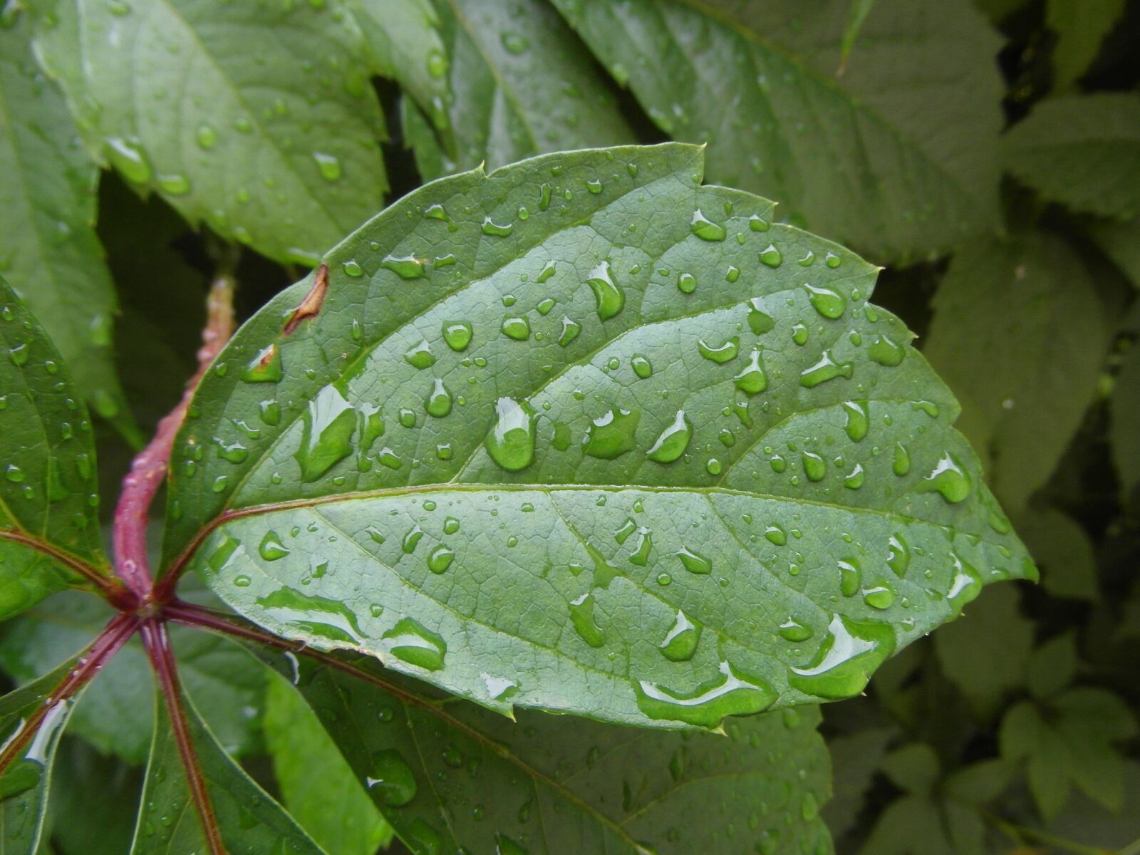 Samsung WB750 sample photo. Leaf, green, nature photography