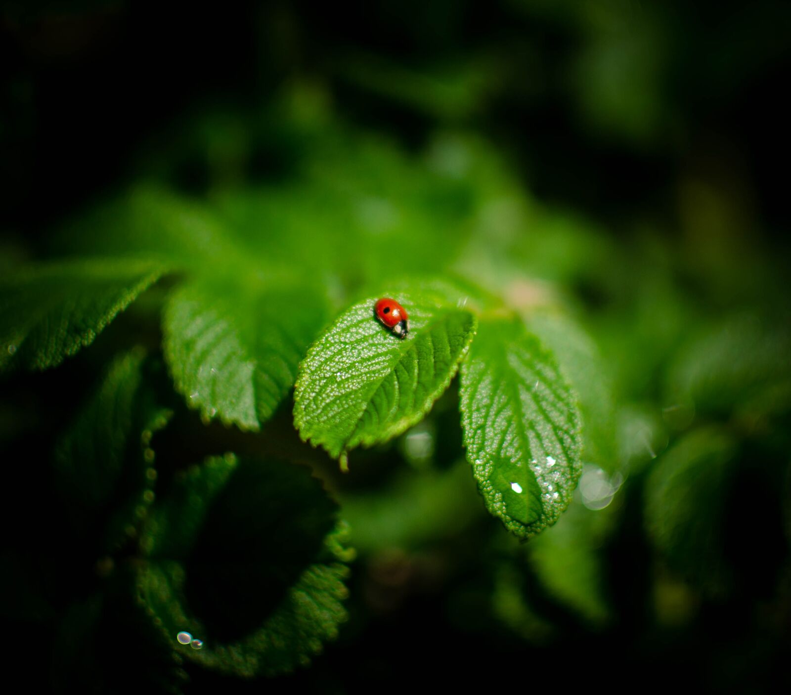 Nikon D5100 sample photo. Flowers, garden, nature photography
