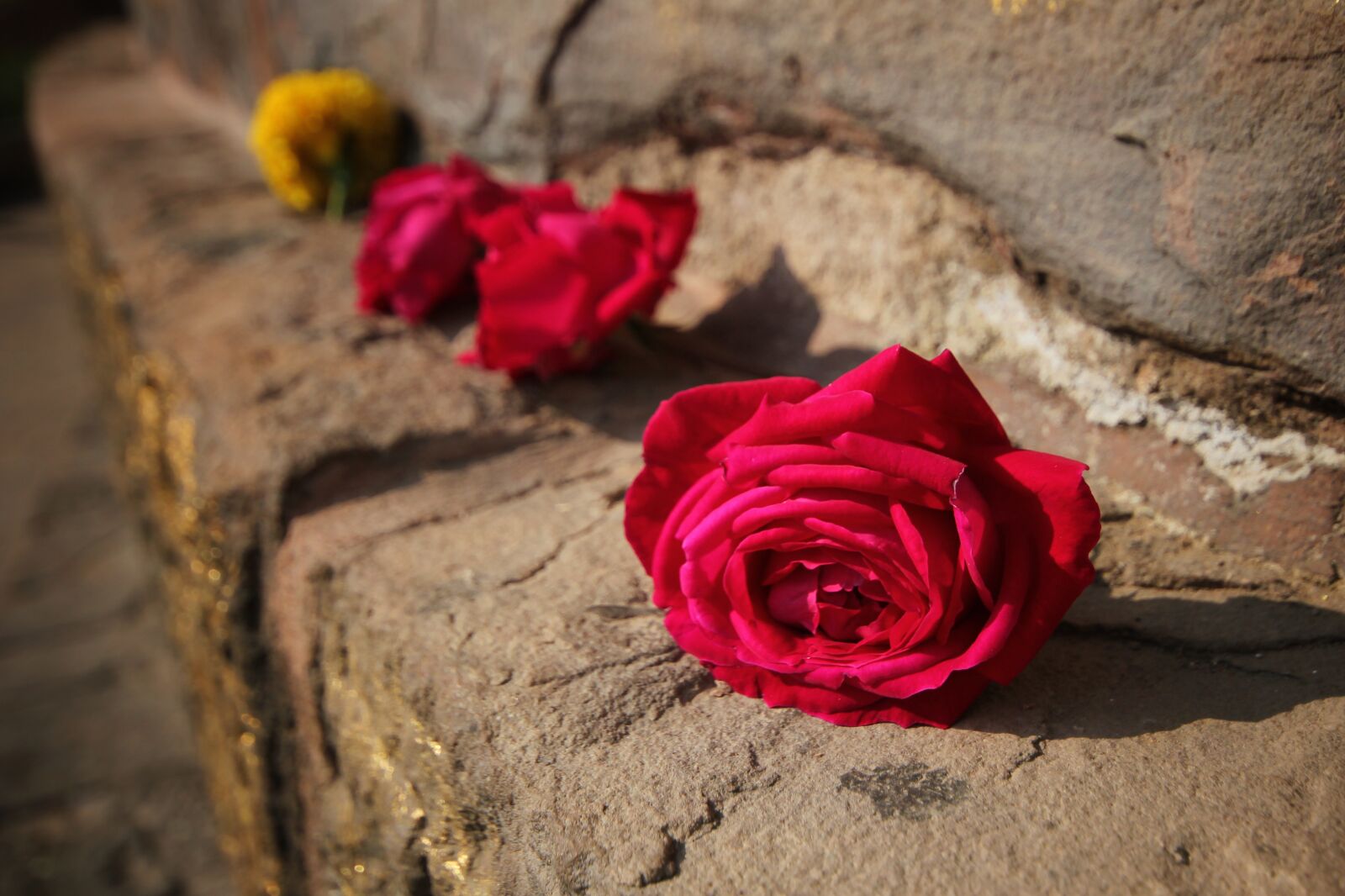 Canon EOS 550D (EOS Rebel T2i / EOS Kiss X4) sample photo. Rose, red, flower photography