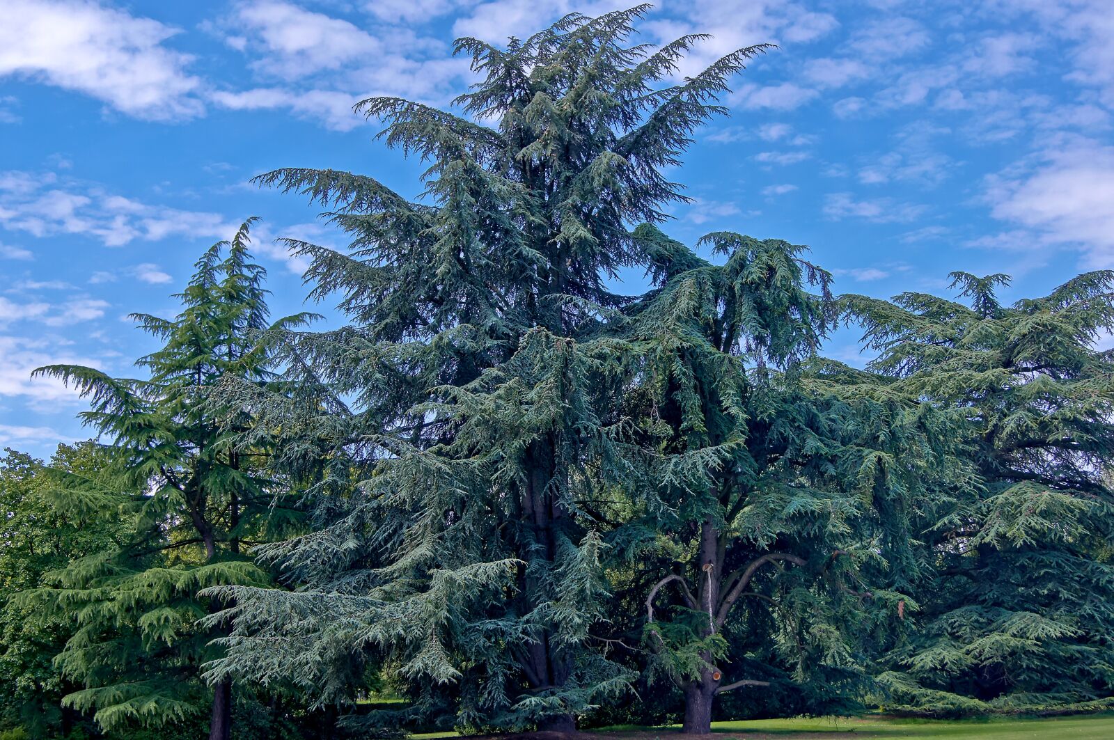 Sony SLT-A55 (SLT-A55V) sample photo. Old fir, giant fir photography