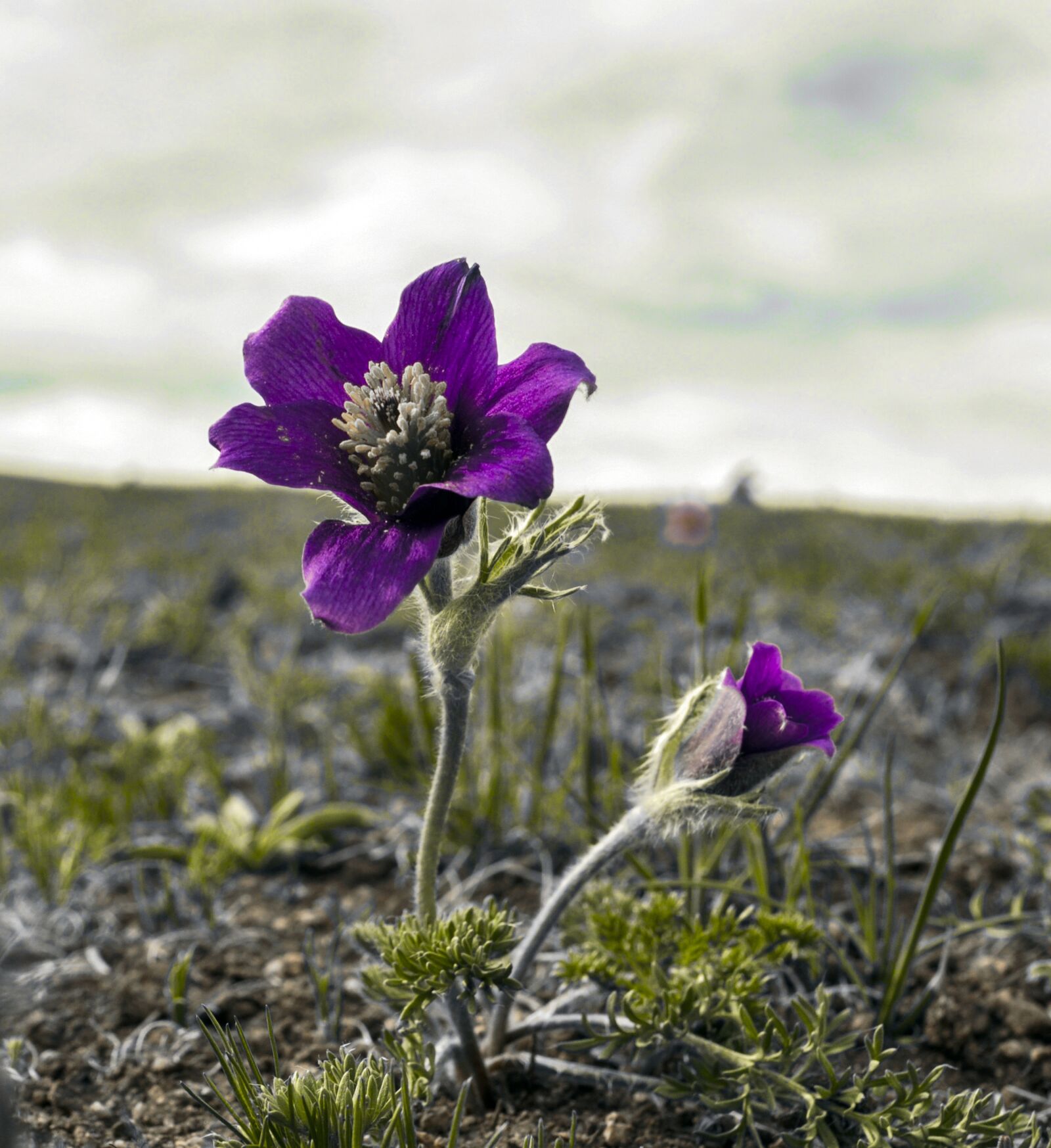 Nikon D90 sample photo. Pasqueflower, flower, spring photography