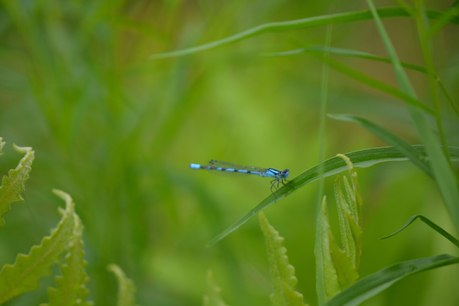 Nikon D3100 sample photo. Blue dragonfly, insect, green photography