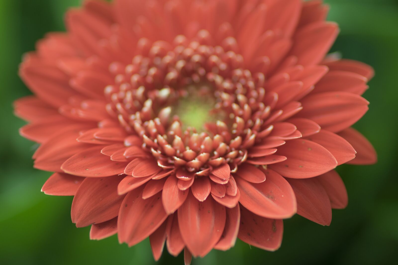 Nikon D5300 sample photo. Flower, red, green photography