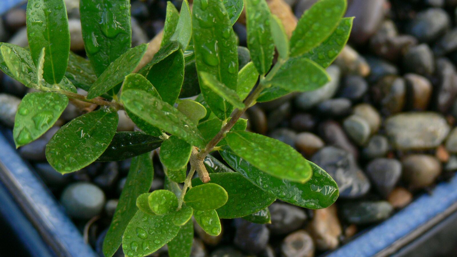 Panasonic DMC-FZ30 sample photo. Leaves, bonsai, olive photography
