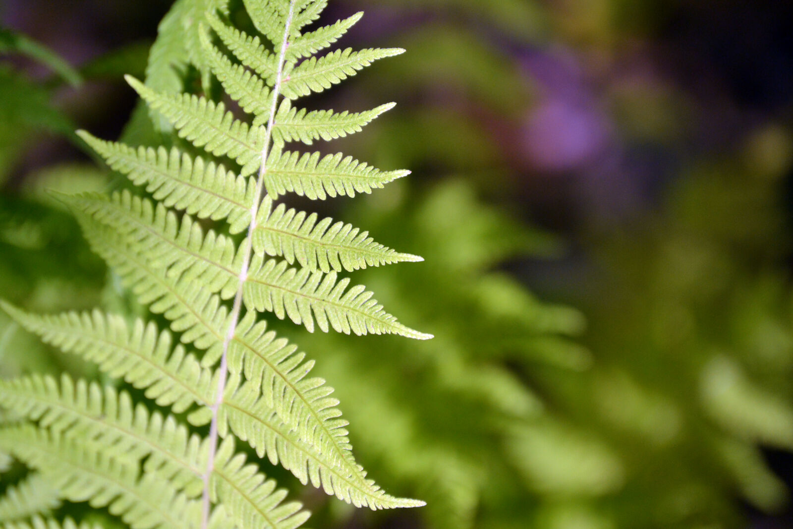 Nikon D3100 sample photo. Fern, forest, nature photography