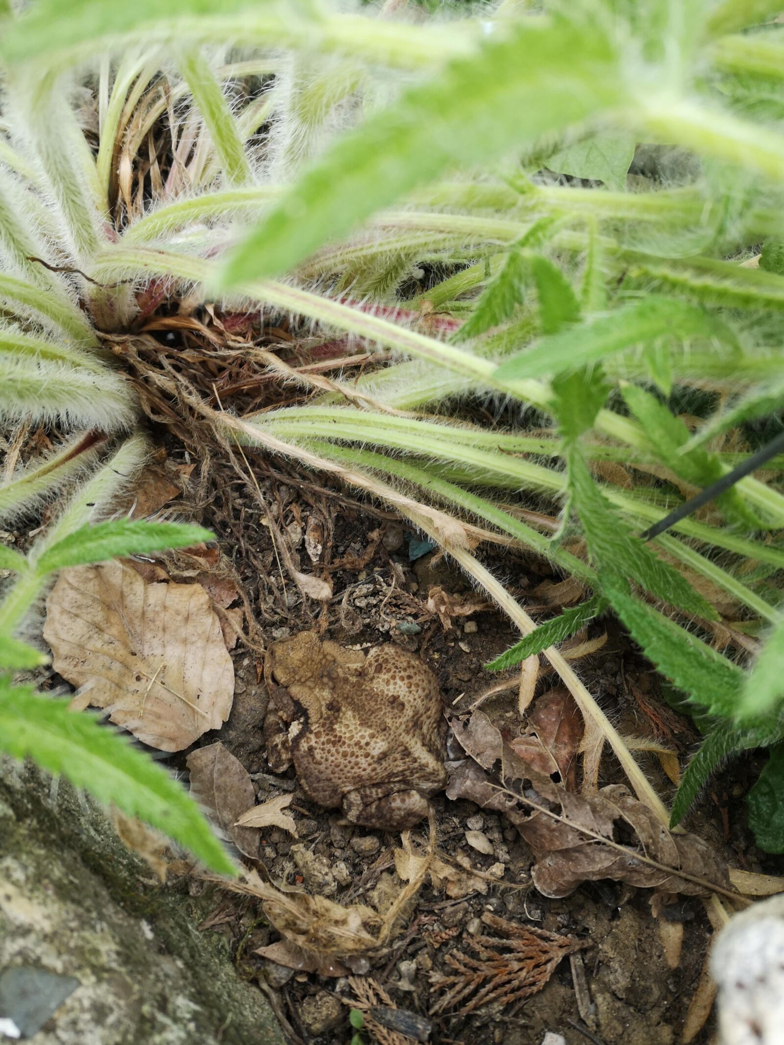 HUAWEI P20 sample photo. Invisible, frog, camouflage photography