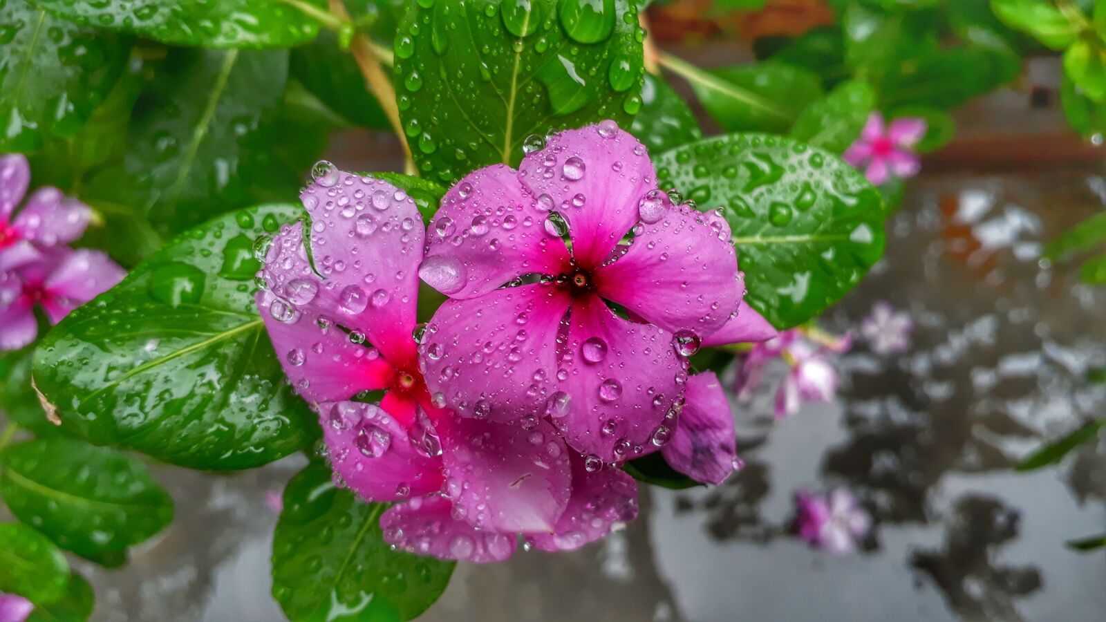Samsung Galaxy J5 Prime sample photo. Nature, flora, flower photography