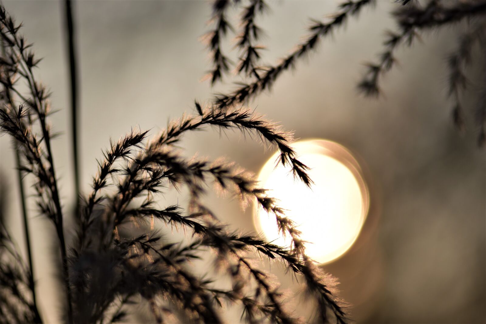 Nikon D5500 sample photo. Bamboo grassedit this page photography