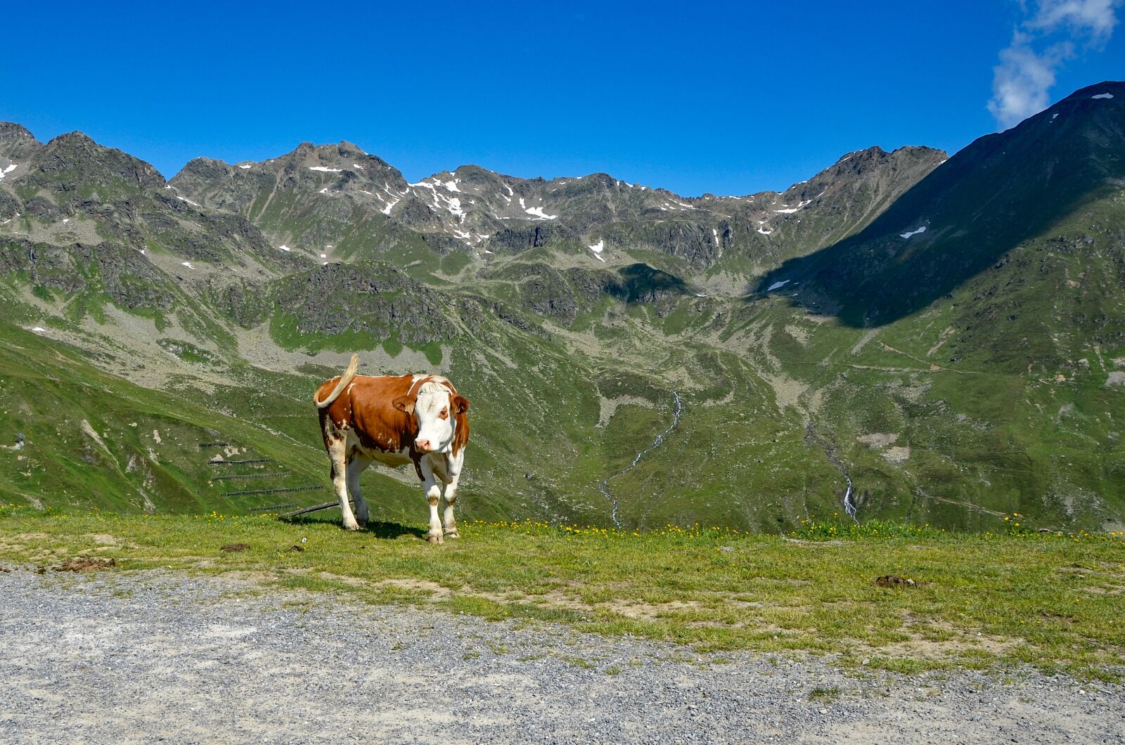 Nikon D7000 sample photo. Cow, mountain, nature photography