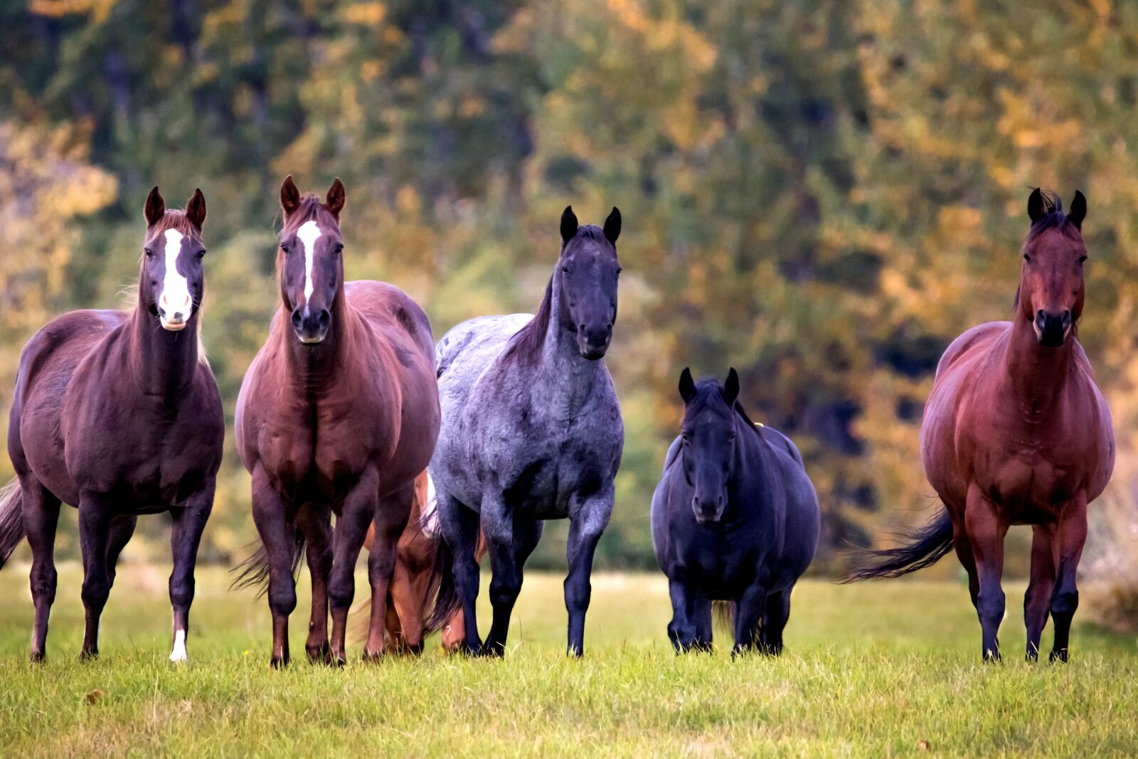 Canon EOS 7D Mark II sample photo. Horses, trees, grass photography