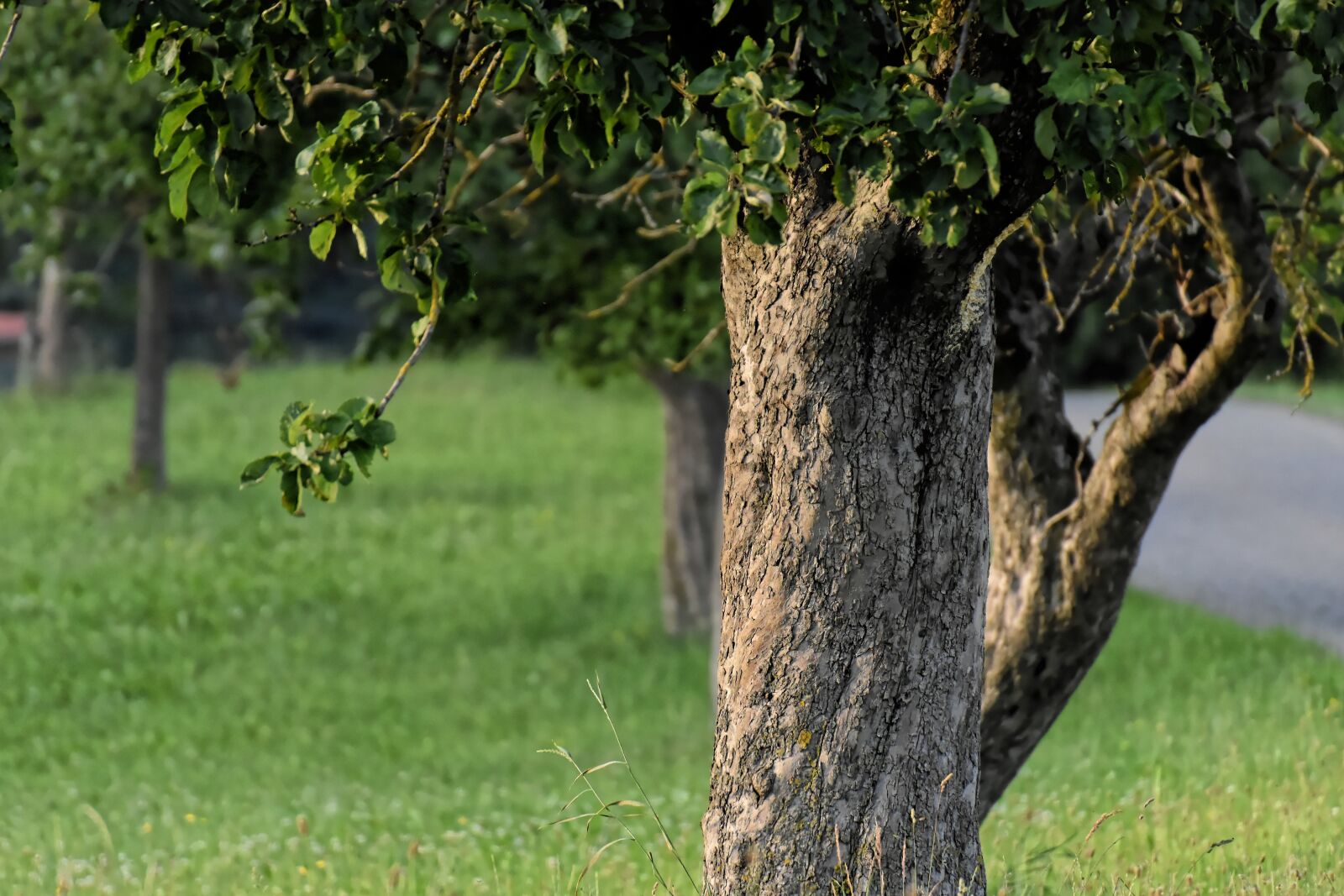Nikon D7200 sample photo. Trees, nature, idyllic photography