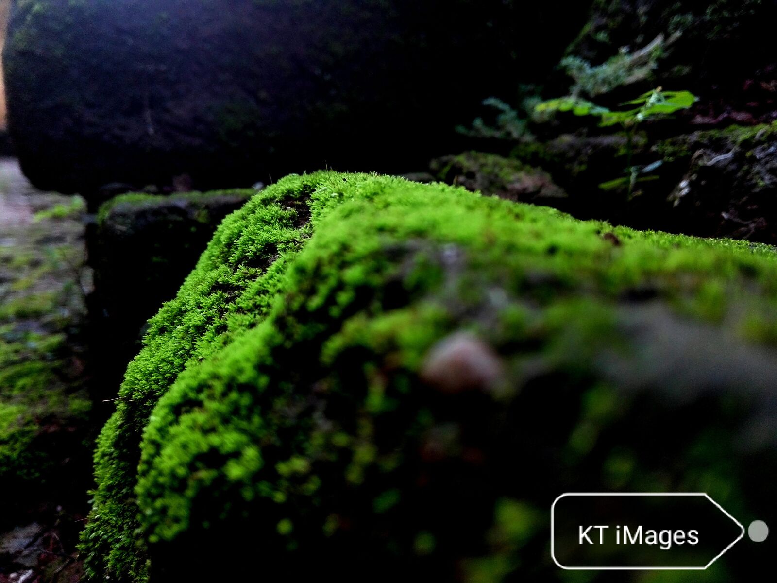 HUAWEI P8 Lite sample photo. Green, life, nature photography