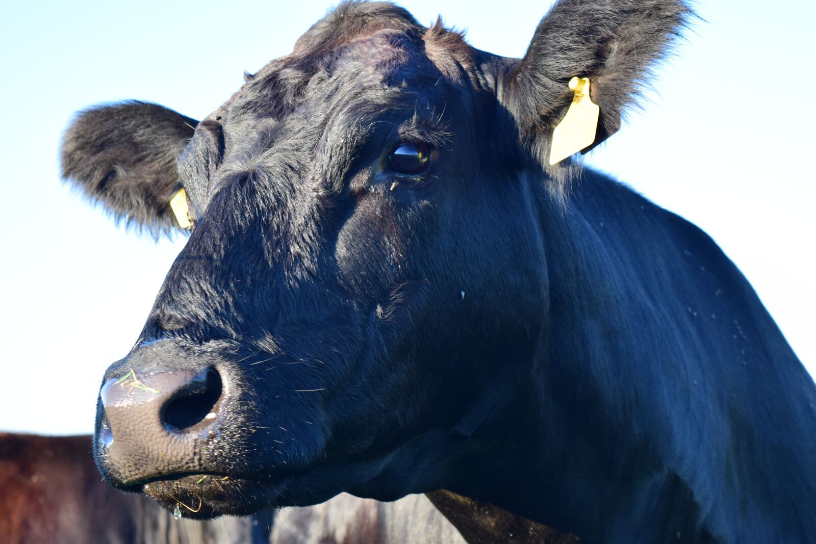 Nikon D3300 sample photo. Cow, head, animal photography