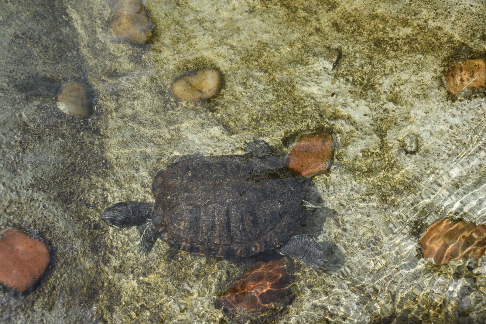Nikon D3300 sample photo. Turtles, water, expensive photography