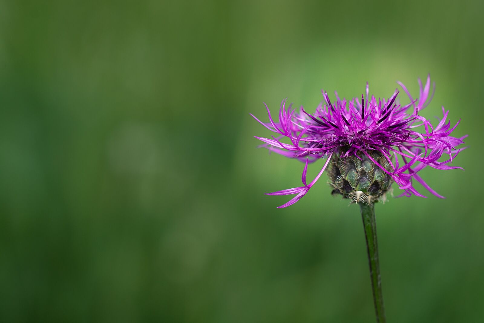 Nikon D7100 sample photo. Knapweed, purple, purple flower photography