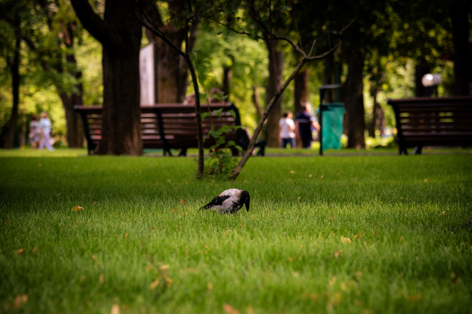 Nikon D750 sample photo