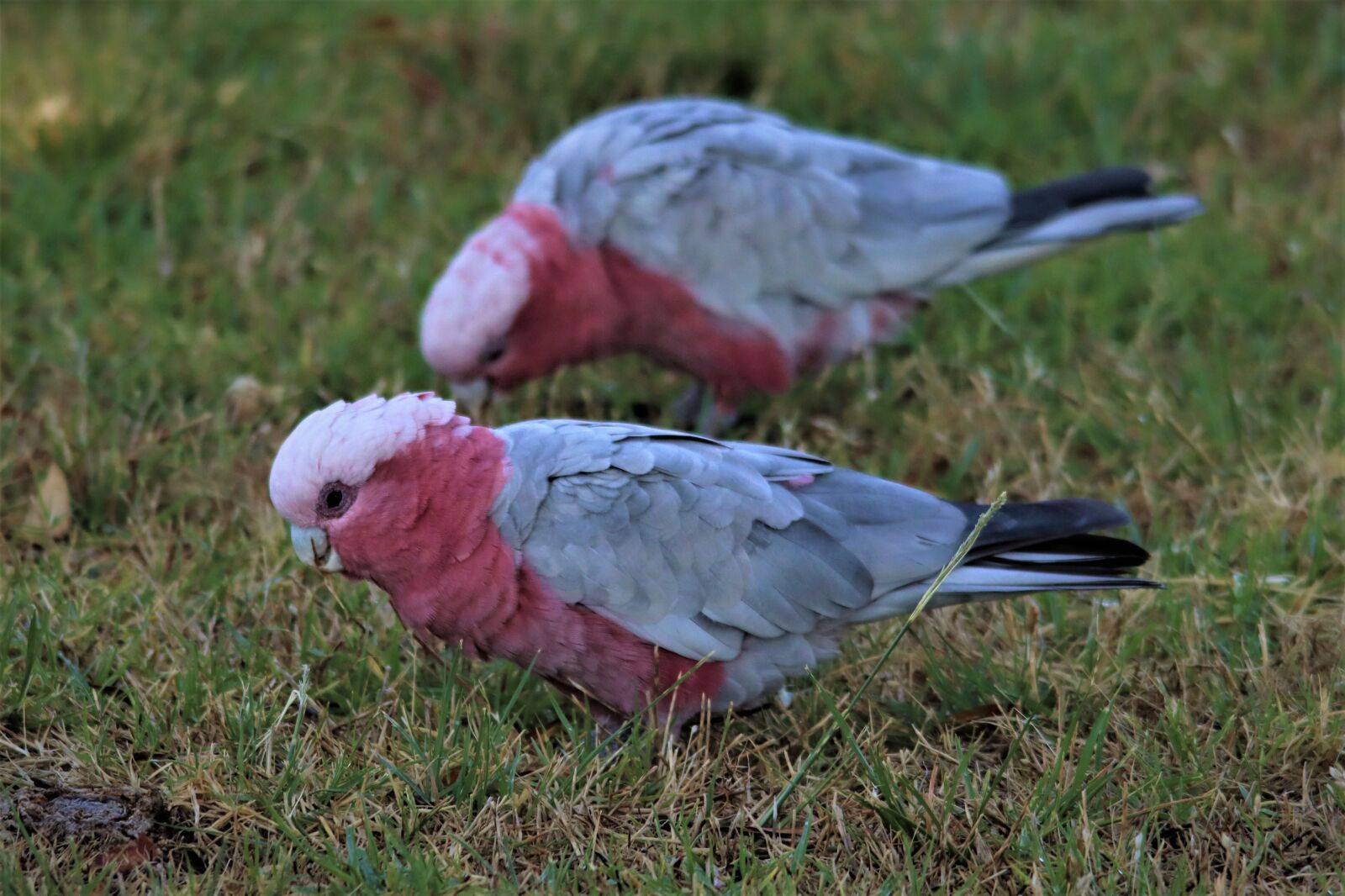 Canon EOS 90D sample photo. Galah, pink and grey photography