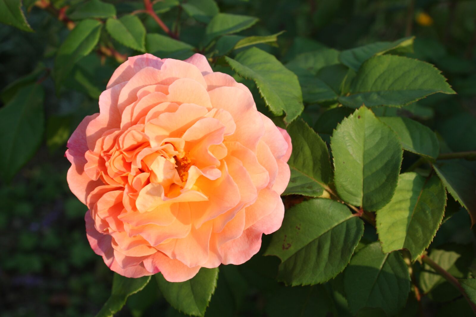 Canon EOS 450D (EOS Rebel XSi / EOS Kiss X2) sample photo. Rose, flower, plant photography