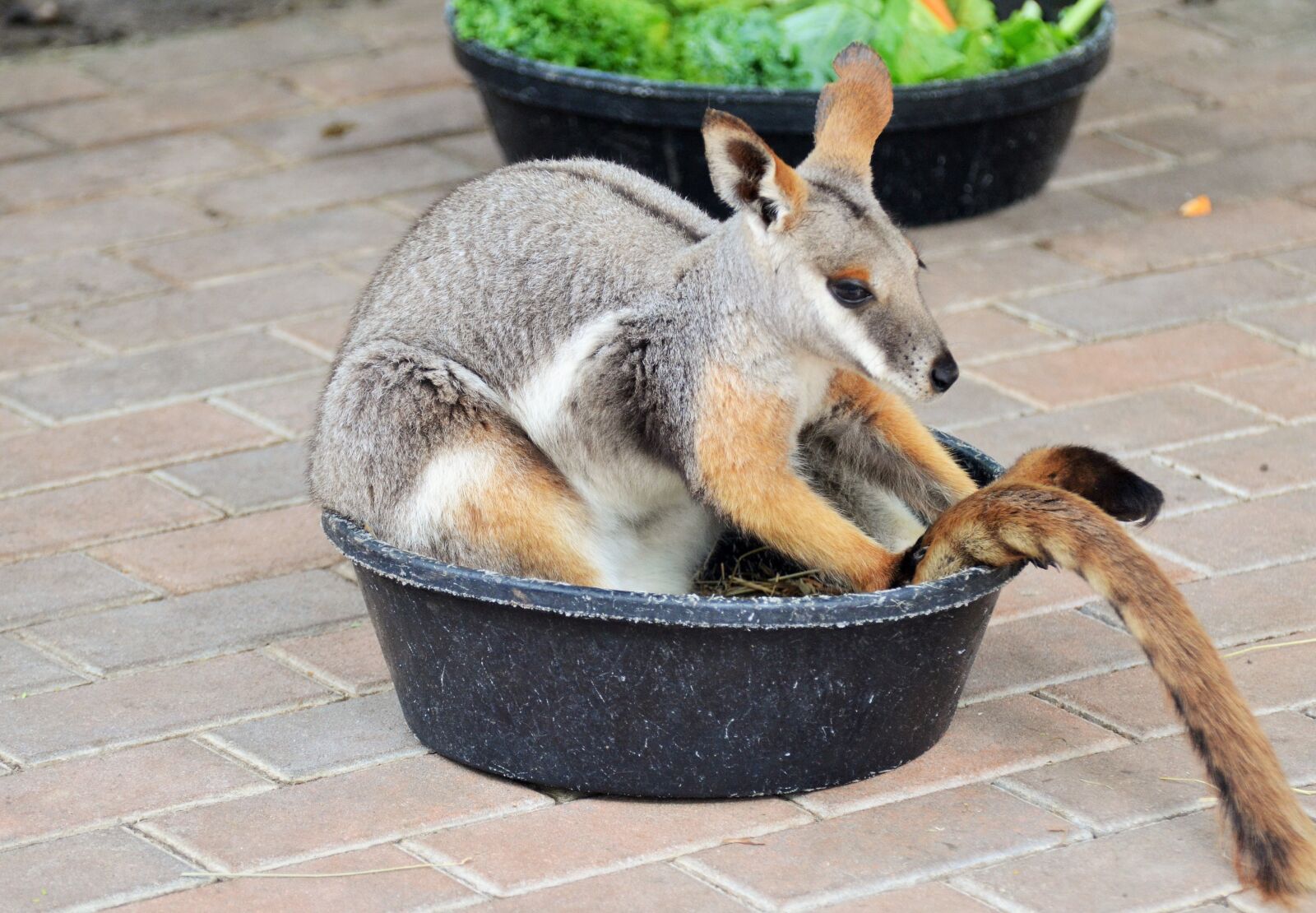 Nikon D5100 sample photo. Benett wallaby, wallaby, kangaroo photography