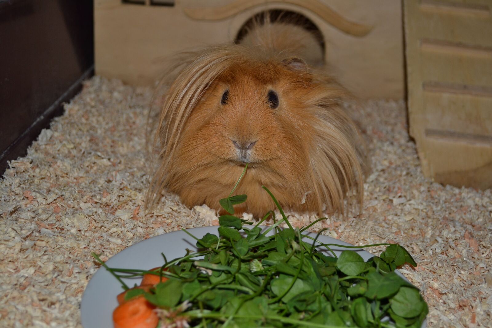 Nikon D3100 sample photo. Mammals, charming, animals photography