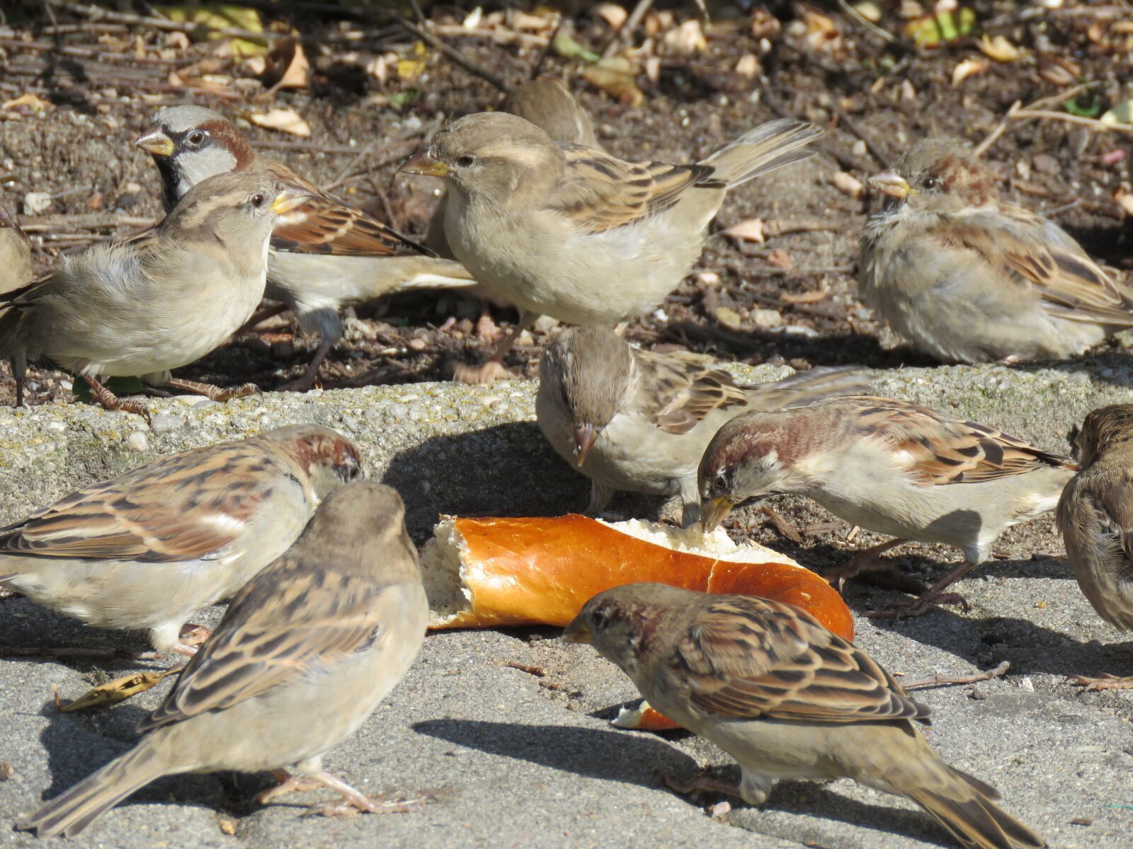 Canon PowerShot SX60 HS sample photo. Sparrows, birds, pretzel photography