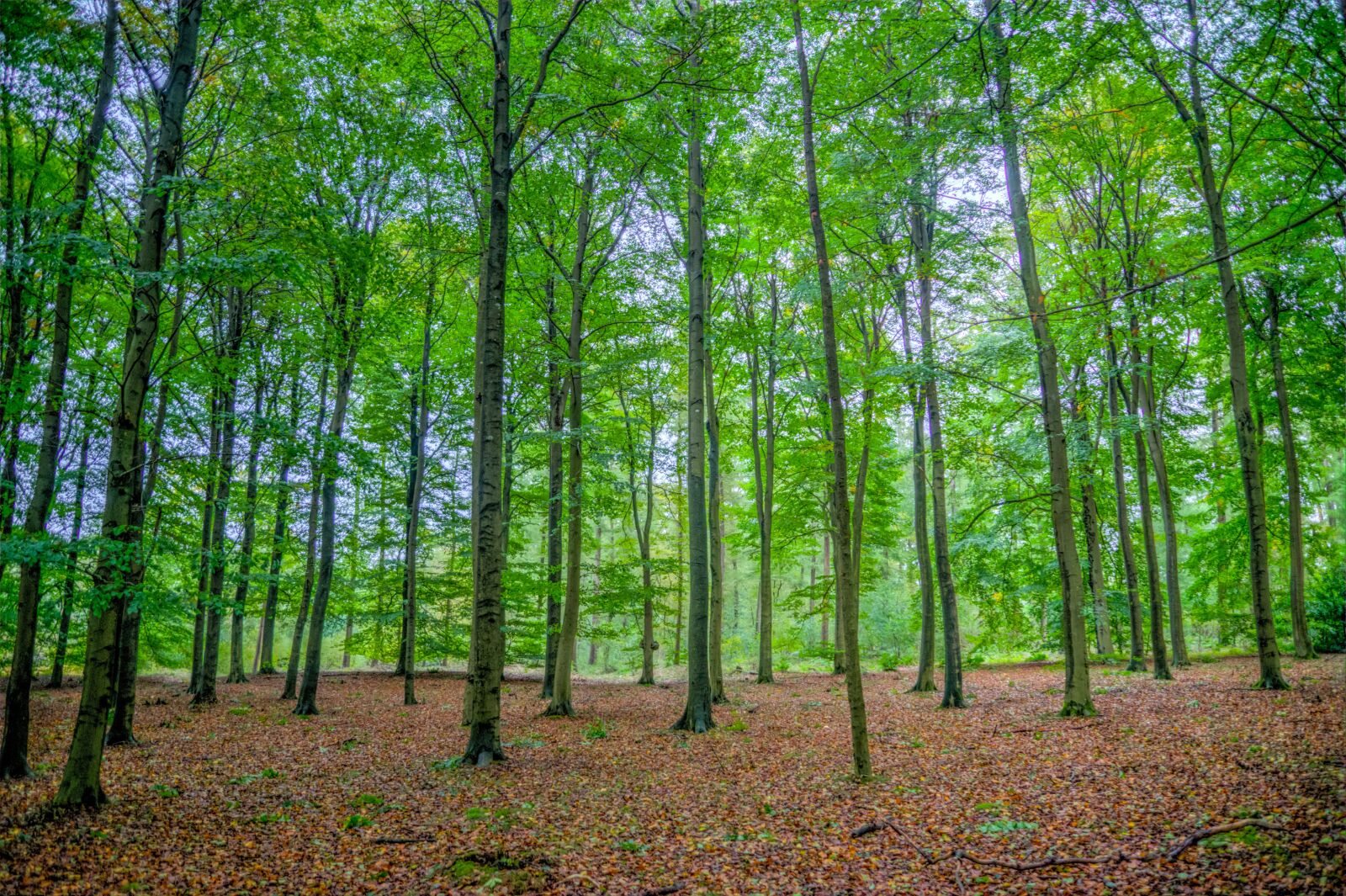 Nikon D610 sample photo. Green, forest, beech photography