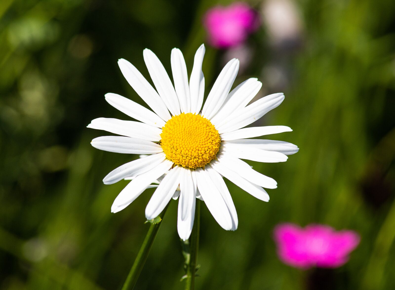 Canon EOS 6D Mark II sample photo. Margarite, flower, plant photography